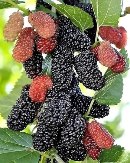 Short mulberry plant