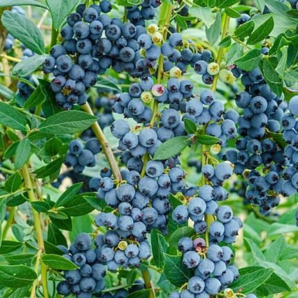 Blue berry plant