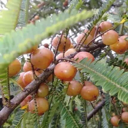 Red amla (plant height 2-2.5 feet) original grafted plant