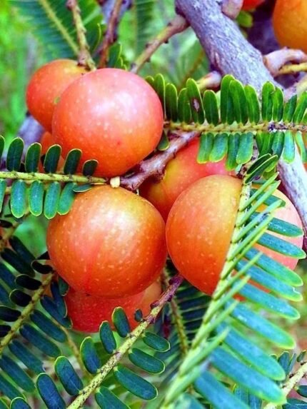 Red amla (plant height 2-2.5 feet) original grafted plant