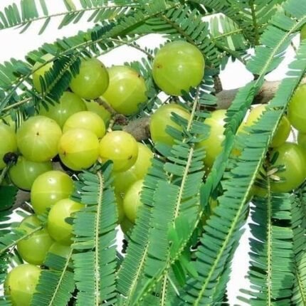 Green amla plant