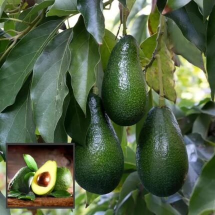 Avocado hass (plant height 2.5 - 3 feet) original grafted plant