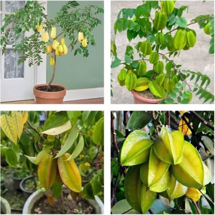Sweet all time star fruit