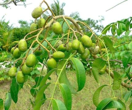 Sweet all time amra plant