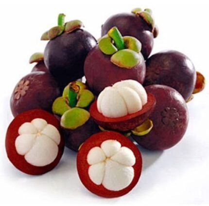 Mangosteen (plant height 2 feet)