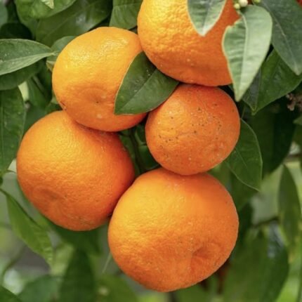 Darjeeling jaint orange (plant hight 2 feet) original grafted plant