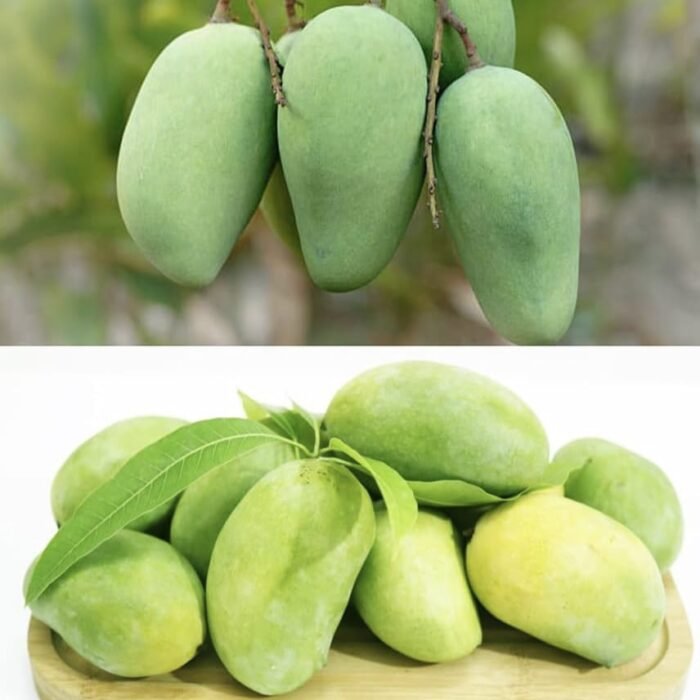 Amropali mango plant