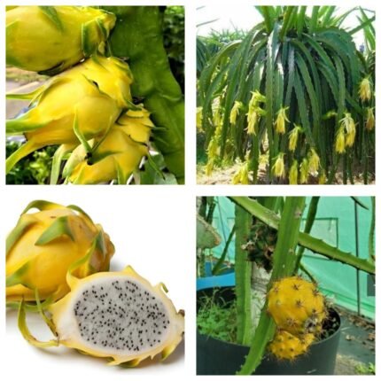 Yellow dragon fruit Plant