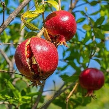 Super bhagwa pomegrate plant