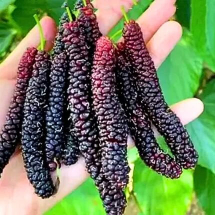 Pakistani Long mulberry plant