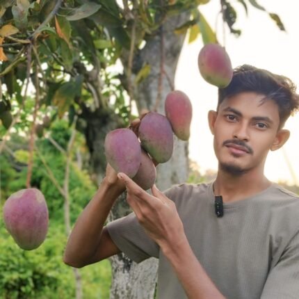 Miyazaki mango plant