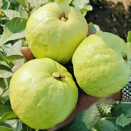 Golden 8 Guava
