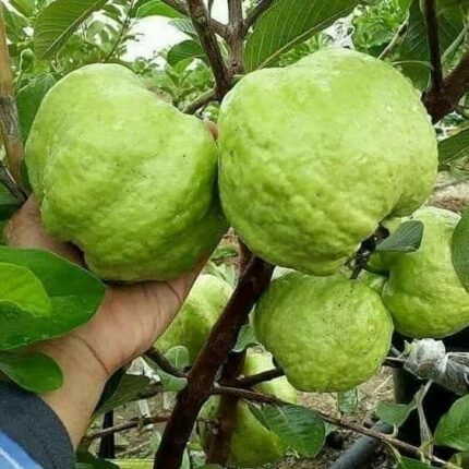 Vnr Guava Plant