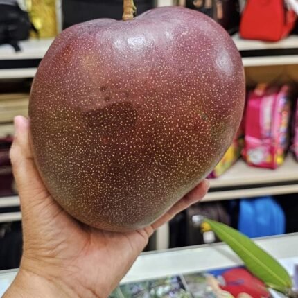 Hong zu mango plant