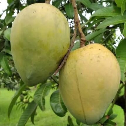 Hari Vanga Mango Plant