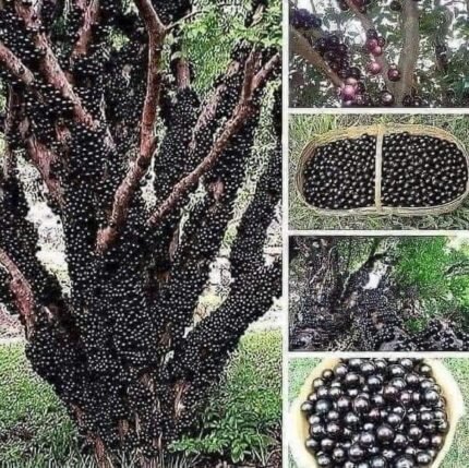 jaboticaba red hybrid plant