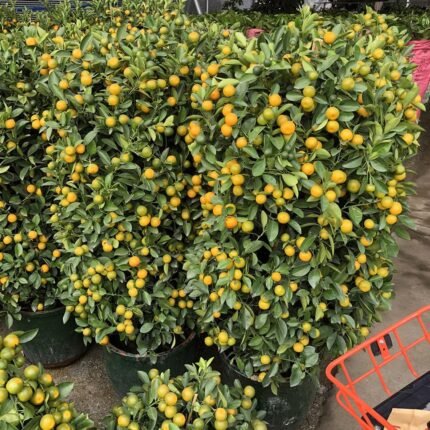 Kumbh kat lemon plant