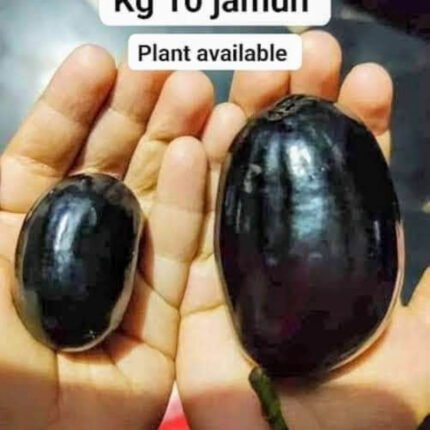 Kg 10 jamun Plant