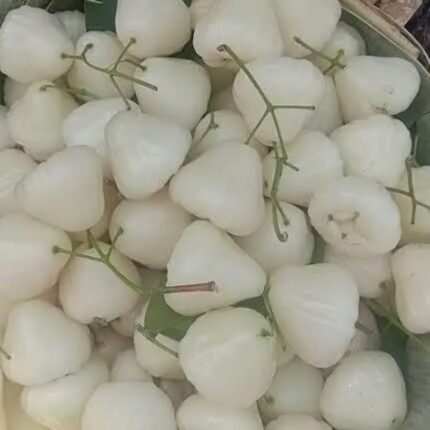 White water apple Plant