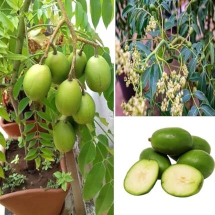 Sweet all time amra plant