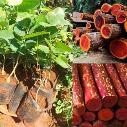 Red chandan (plant height 2-2.5 feet)