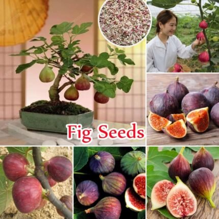 Turkey Fig  Plants