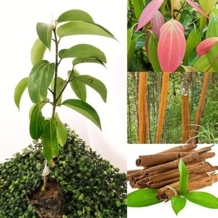 Dalchini plant