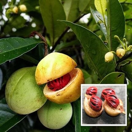 Jayfal plant