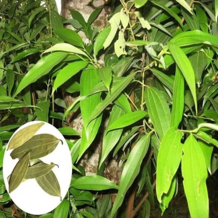 Bay leaf plant