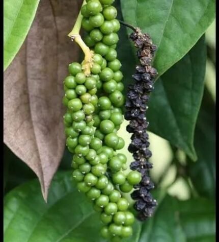 Black peper plant