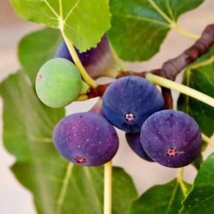 Pune fig (anjeer) plant