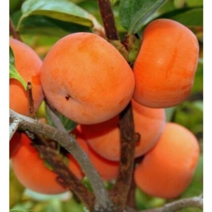 Per-simmon plant