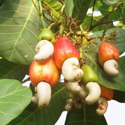 Cashew nuts plant