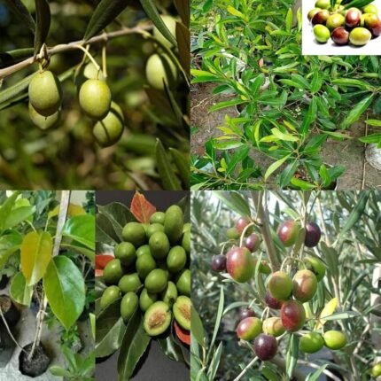 Olive plant