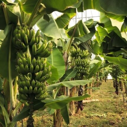 G9  Banana plant
