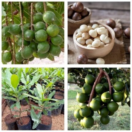 Macdomia nuts plant
