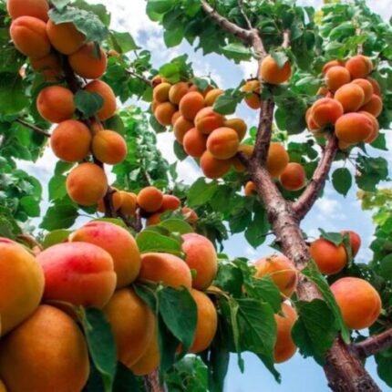 Apricot fruit plant