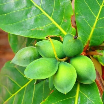 Almond plant
