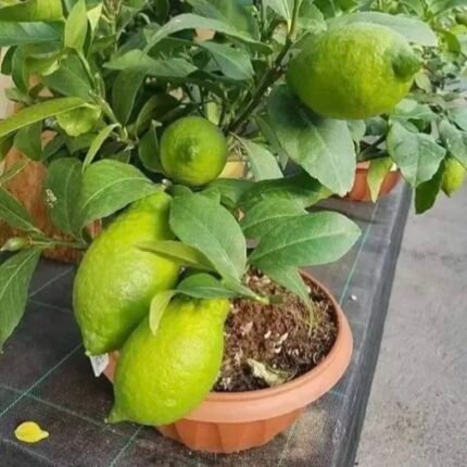 Gondharaj pati lemon plant