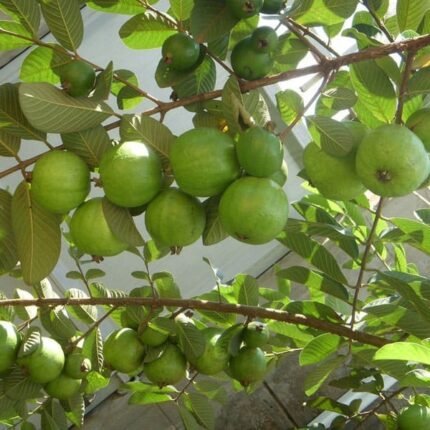 Allahabad guava plant