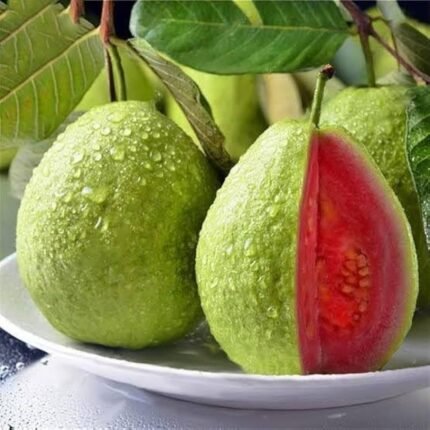 Red diamond one guava plant