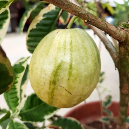 Verigeted guava plant