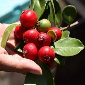 Red Strawberry guava plant