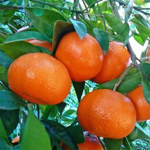 fourer mandarin Orange Fruit Plant ashanursery.com