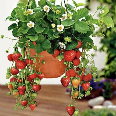 Australian Red strawberry helthy fruit plant ashanursery.com