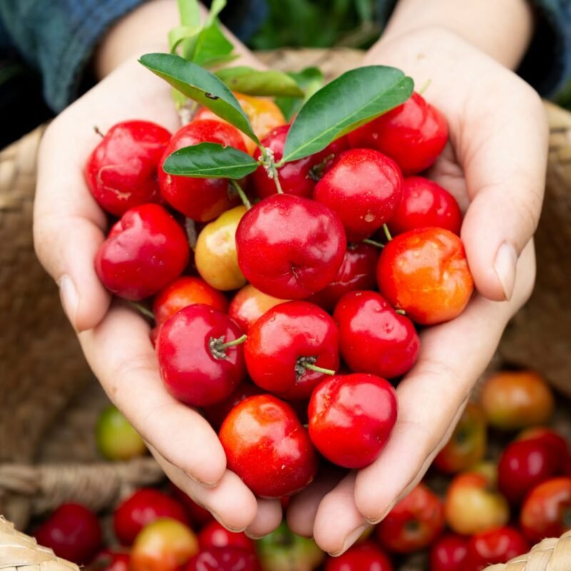 Cherry Fruit Plant ashanursery.com