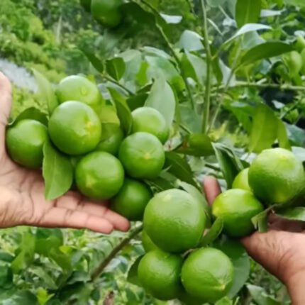 Thai pati lemon plant