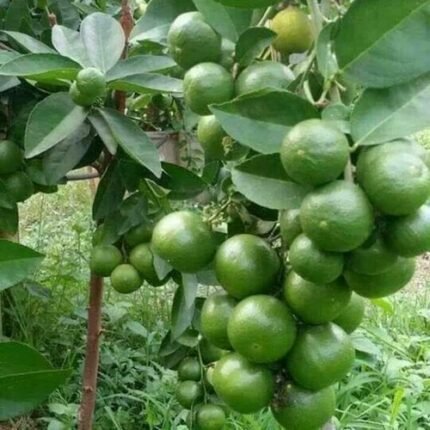 Pakistani pati lemon plant