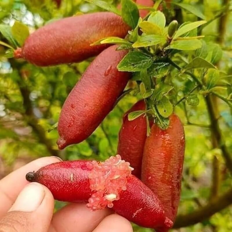 Australian Red Finger Lemon Plant ashanursery.com