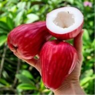 Jambu King Kong Water Apple Fruit Live Plant ashanursery.com